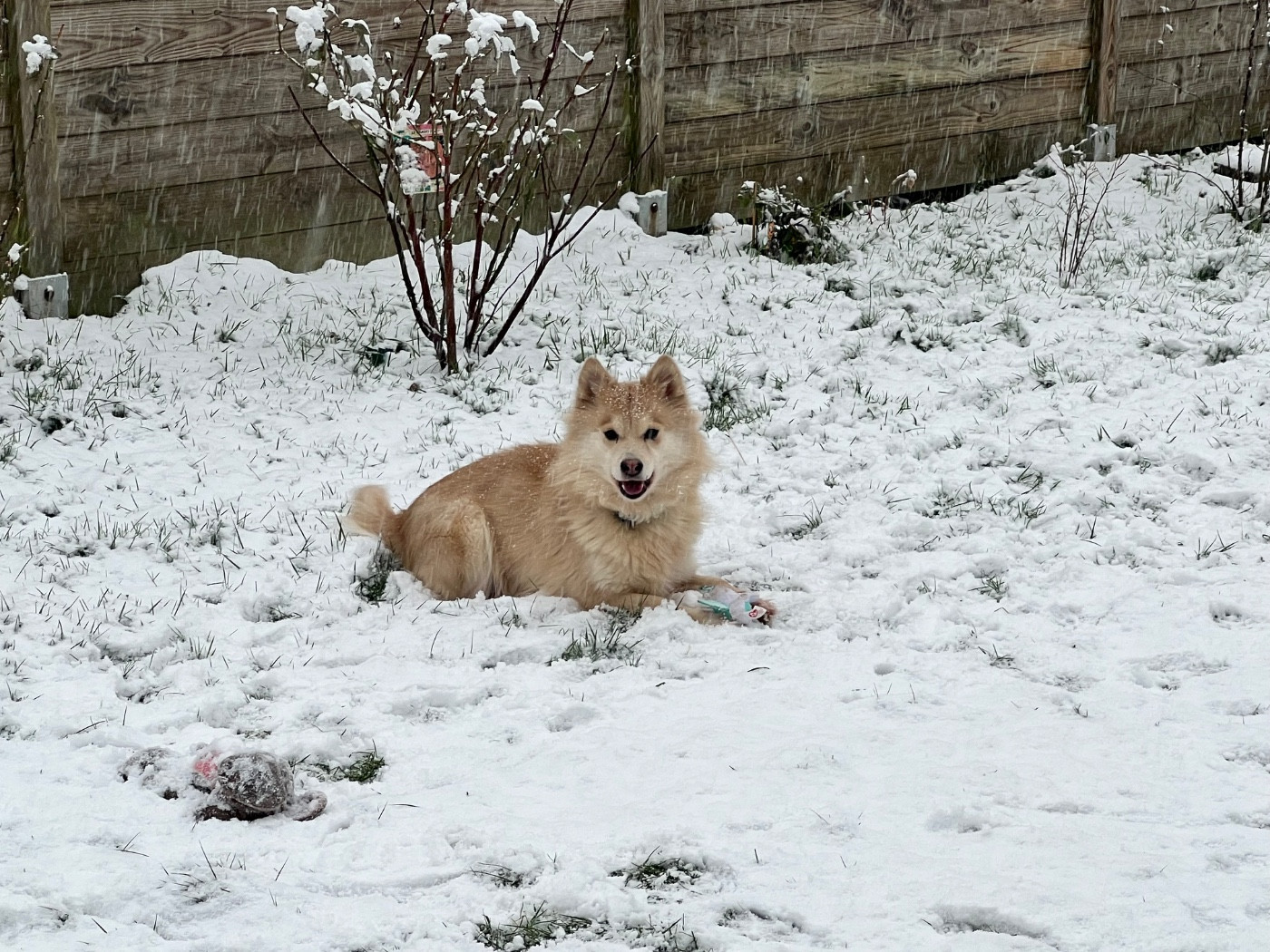 Princesse aloup Des P'tits Loups De Nemamiah