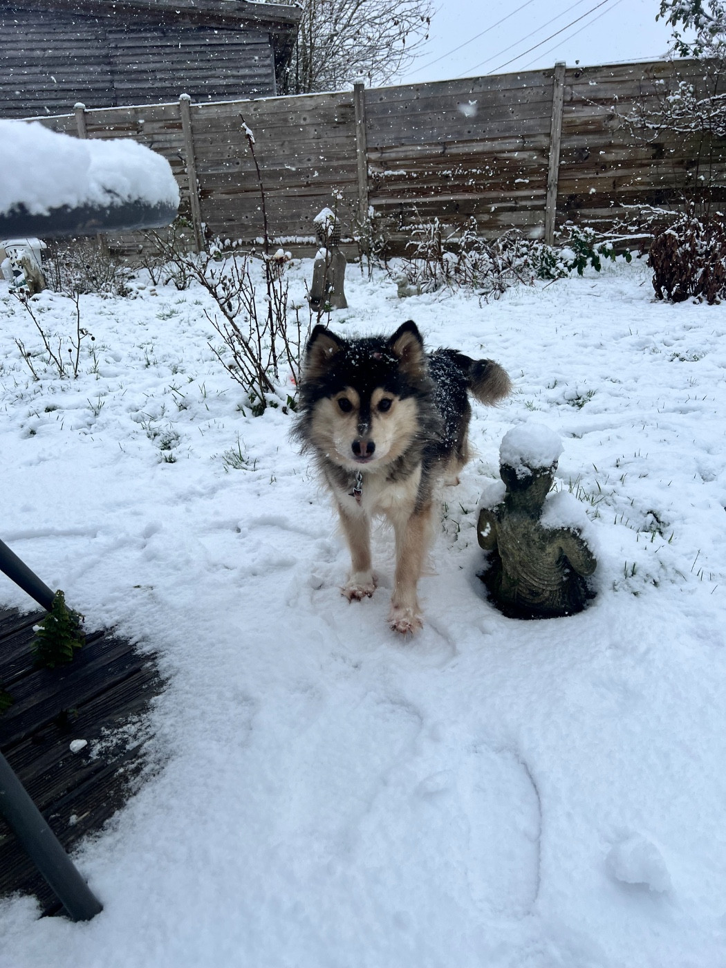 Pearl black pearl Des P'tits Loups De Nemamiah