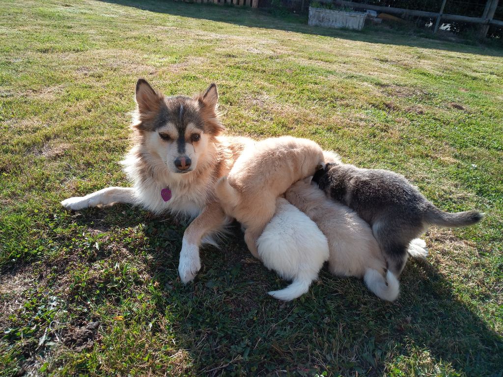Des P'tits Loups De Nemamiah - Chien finnois de Laponie - Portée née le 30/07/2019